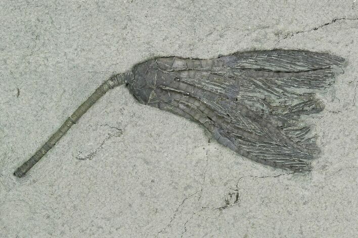Crinoid (Scytalocrinus) Fossil - Crawfordsville, Indiana #125905